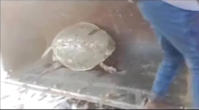 موظفو مدينة "سماء الخليج العربي" يعيدون سلحفاة خضراء مهددة بالانقراض إلى بحر أبين