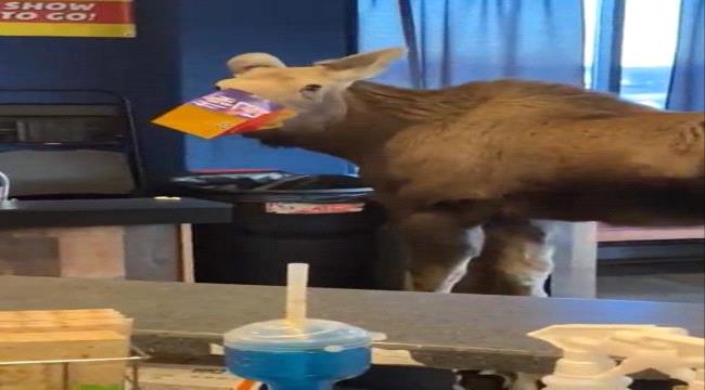 حيوان يتجول داخل سينما.. ويُعجب بحبات الفشار!