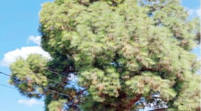 أهالي في الشيخ عثمان يحذرون: أشجار تناطح اسلاك ضغط عالي للكهرباء وحياتنا في خطر 