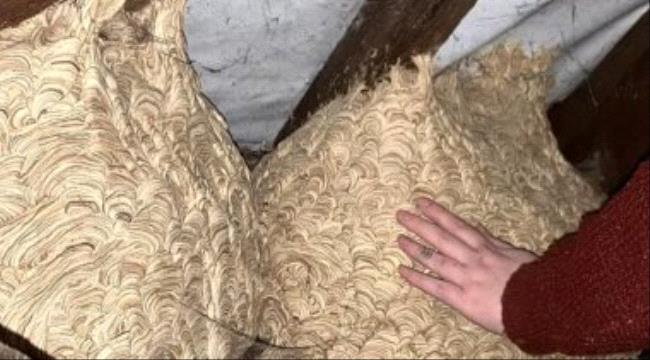 عائلة بريطانية تعثر على مفاجأة غير سارة فى غرفة علوية بمنزلهم الجديد.."صور"