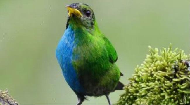 حالة نادرة منذ أكثر من 100 عام.. طائر فى كولومبيا لديه خصائص الذكور والإناث